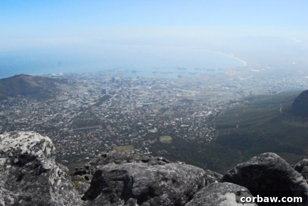 Unique Fynbos plant life thriving on Table Mountain