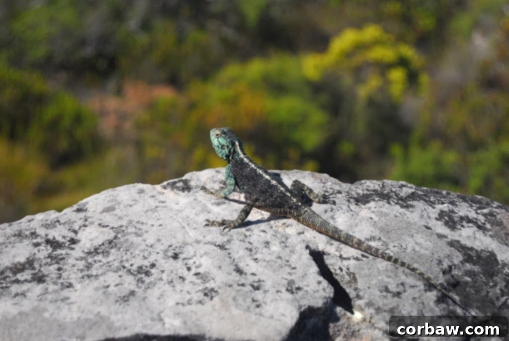 Colorful lizard basking on a rock on Table Mountain